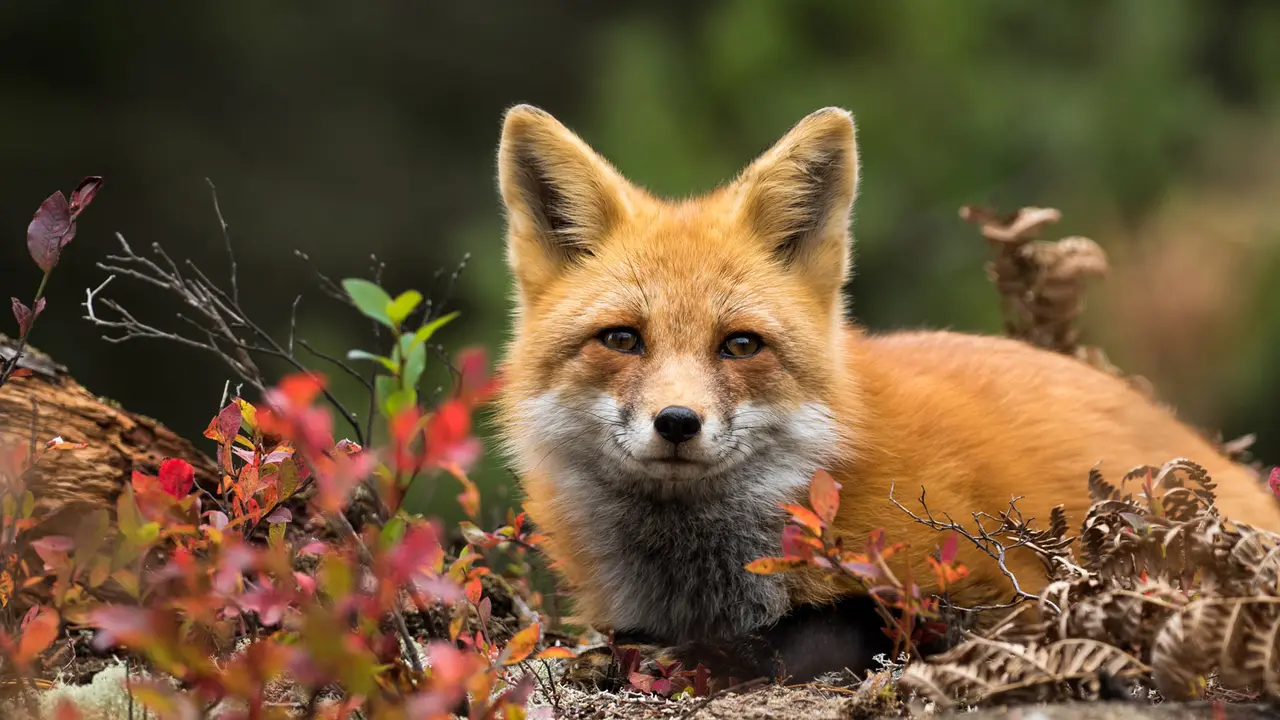 Red fox, Canada