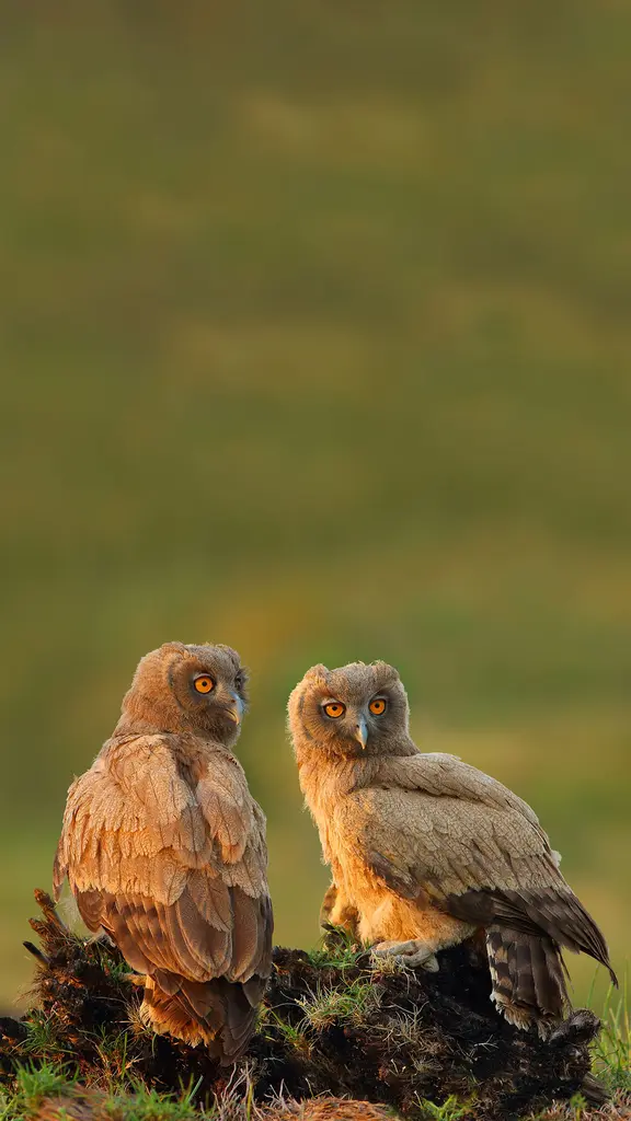 Birds of a feather hoot together