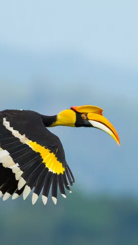 空を舞う鮮やかなオオサイチョウ