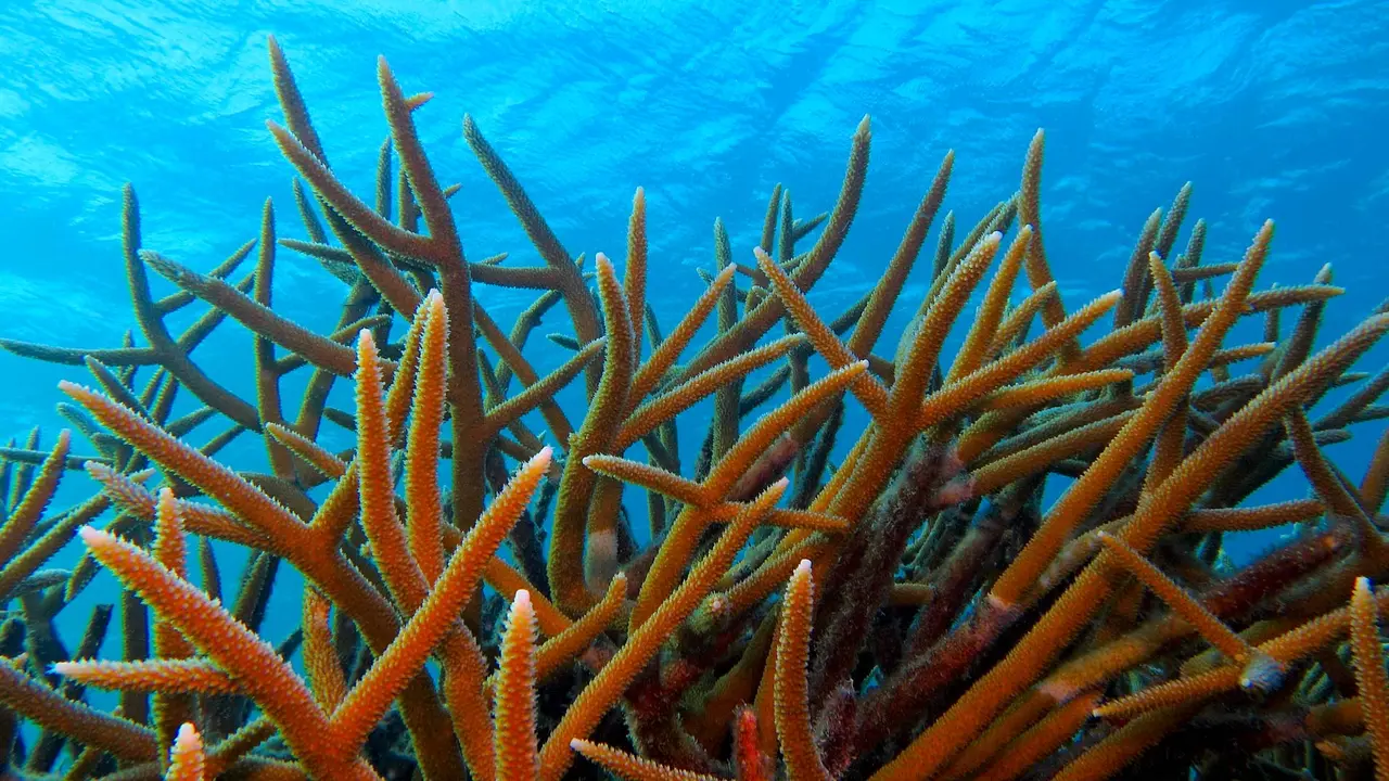 Staghorn coral off the island of Bonaire, Caribbean Netherlands