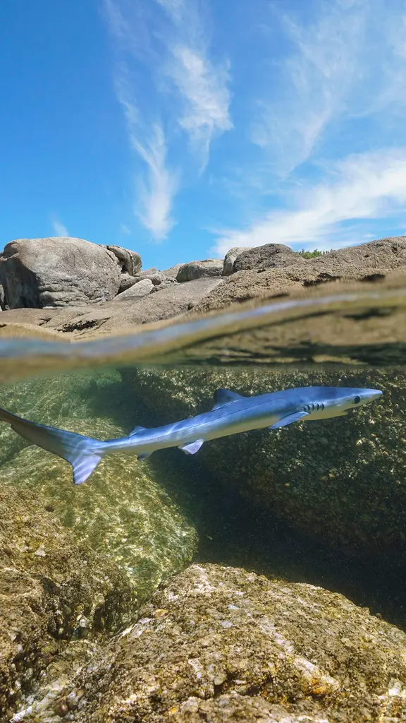Young blue shark swimming off the coast of Galicia, Spain