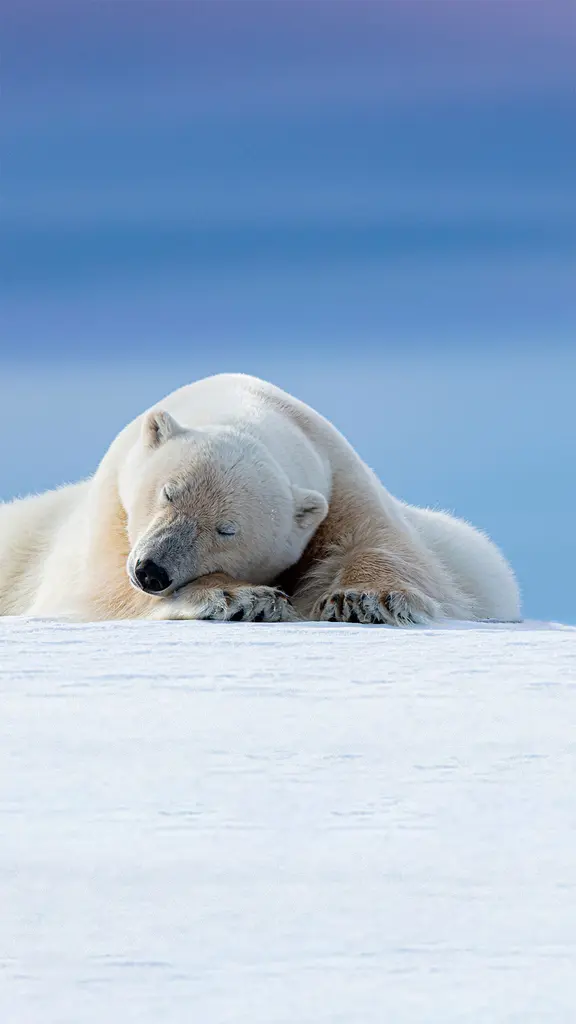 在北极附近打盹