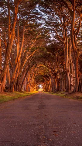 雷斯岬国家海岸公园里的柏树隧道，美国加利福尼亚州