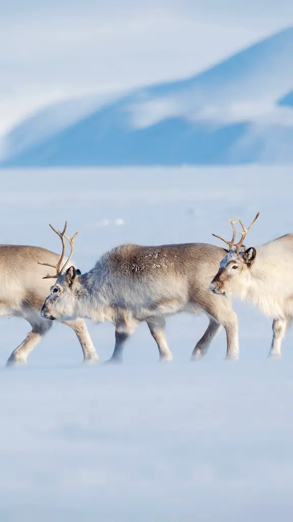Auguri di buon Natale!