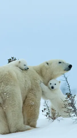 Um abra&ccedil;o caloroso em um lugar frio