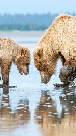 水辺で捕食中のヒグマの親子