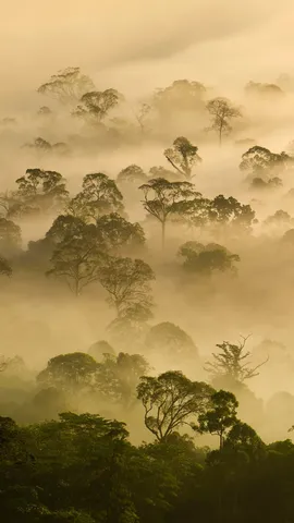 Vida longa &agrave;s &aacute;rvores!