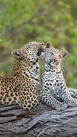 Toilette express made in maman !