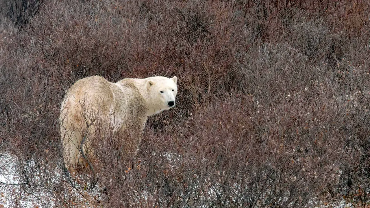 Polar bear in Churchill, Manitoba, Canada