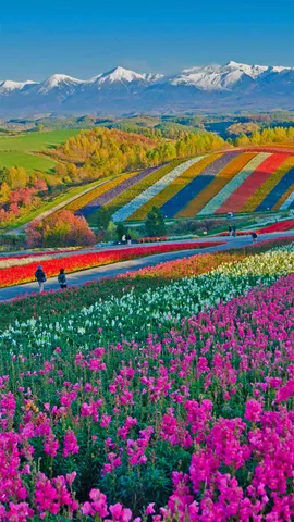 美瑛町的四季彩之丘，日本