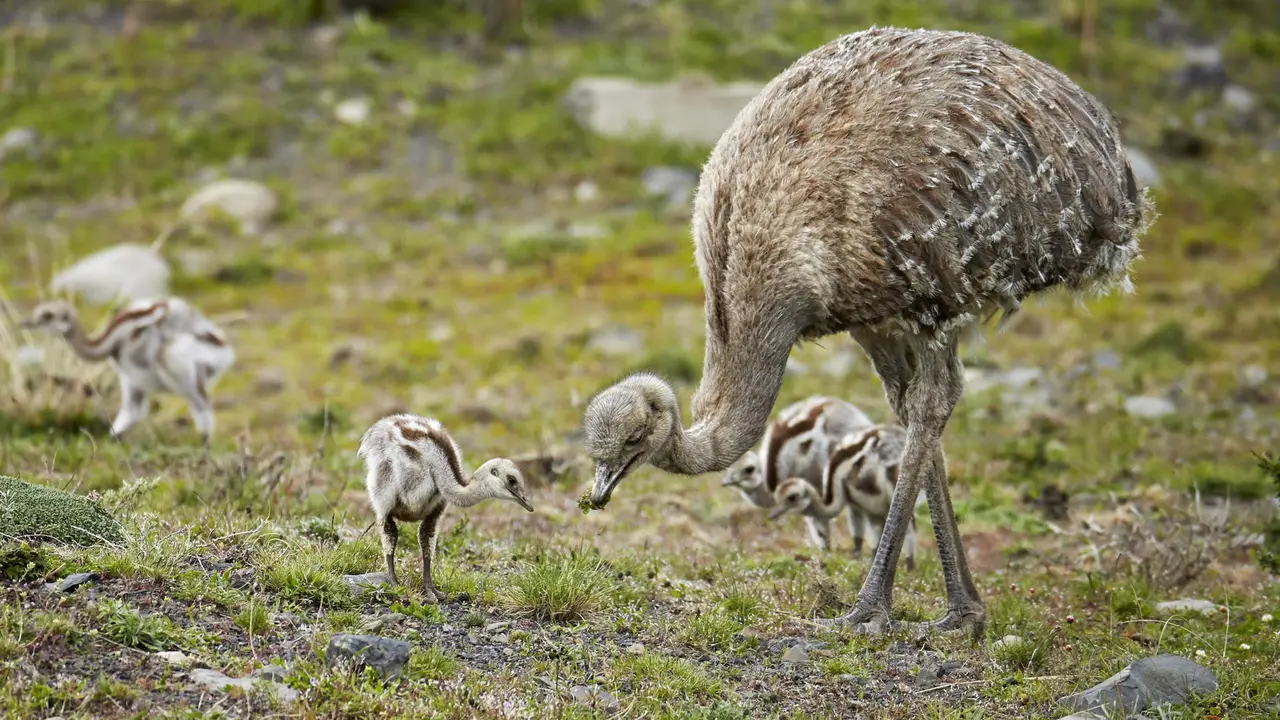 Lesser rhea adult male with chicks, Torres del Paine National Park, Patagonia, Chile