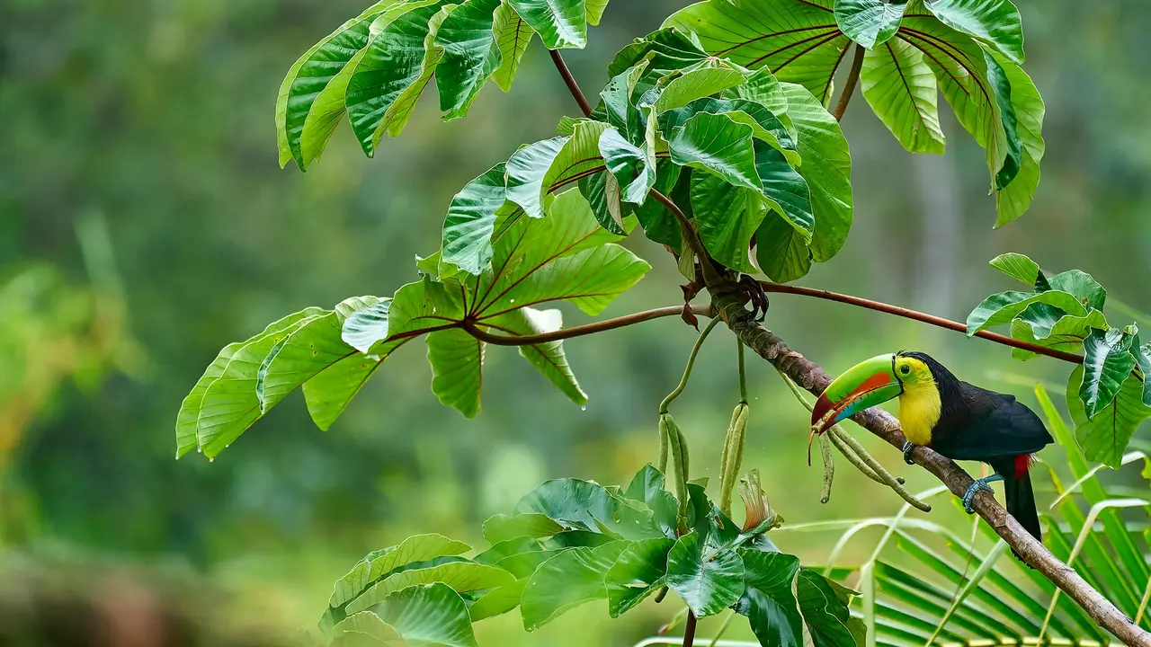Keel-billed toucan in Costa Rica