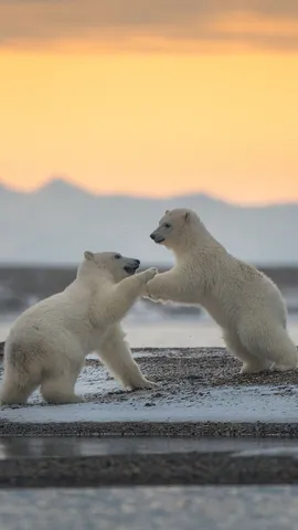 今日は国際ホッキョクグマの日