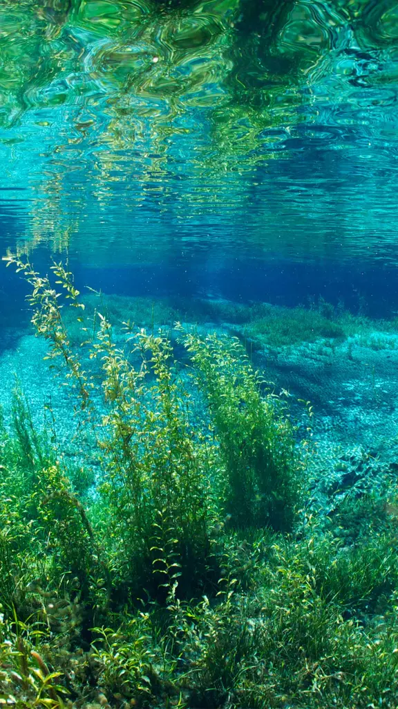 Rainbow River in Rainbow Springs State Park, Florida, United States
