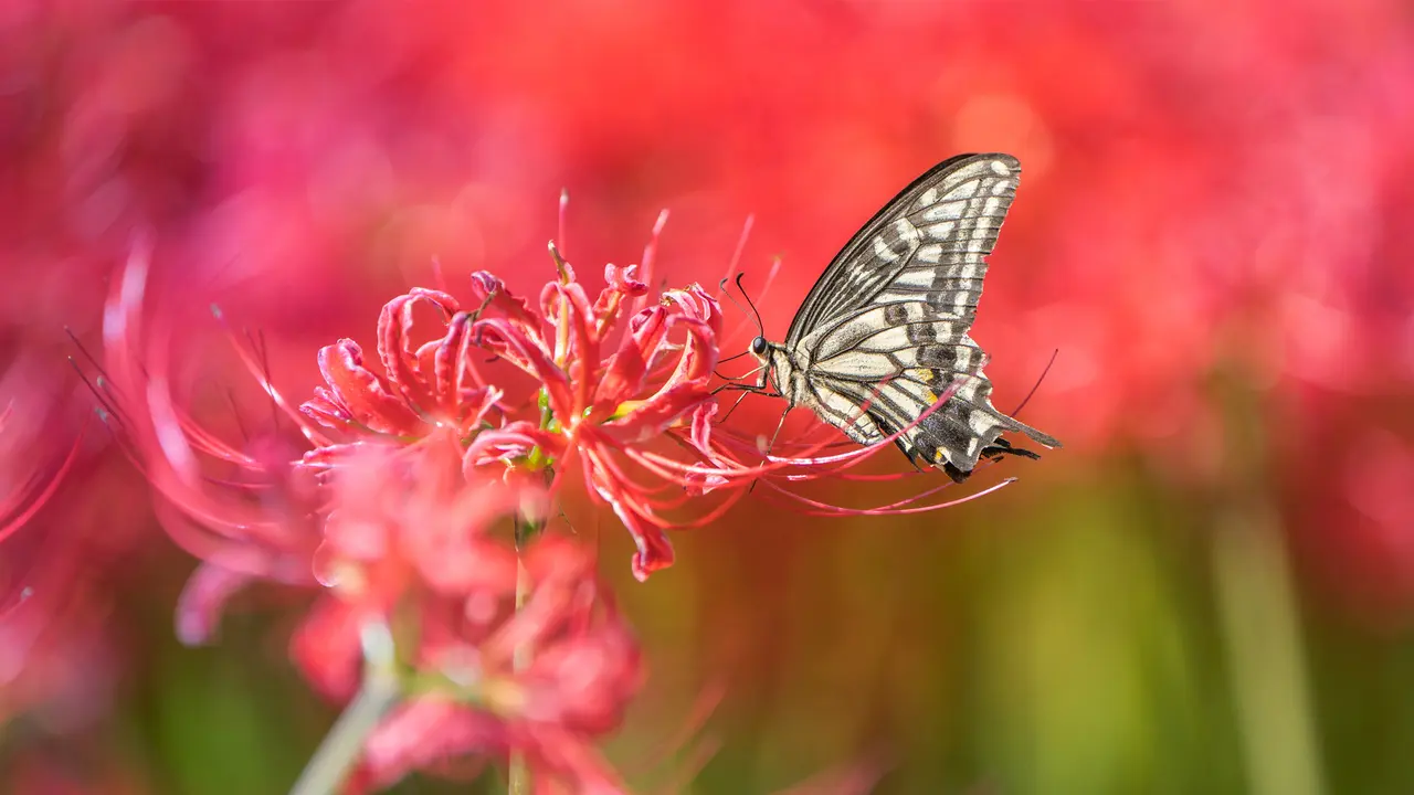 Asian swallowtail butterfly on a red spider lily