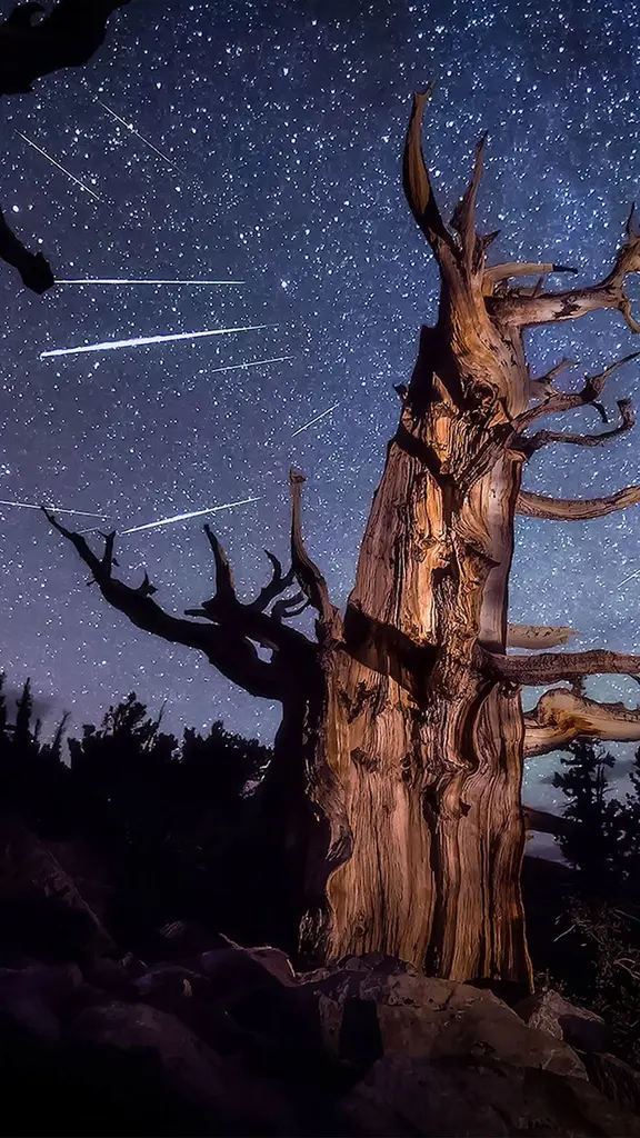 An ancient bristlecone pine, Great Basin National Park, Nevada, United States