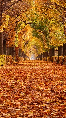 鮮やかな紅葉に彩られた庭園