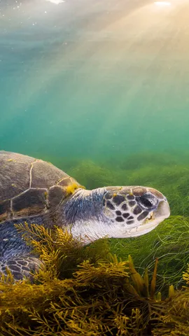 What are we shell-ebrating?