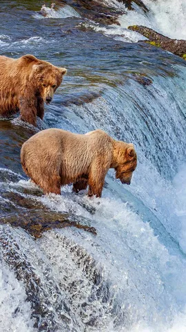吃三文鱼自助餐的时间到了