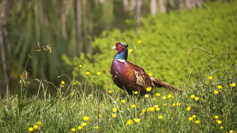Common pheasant, Normandy, France