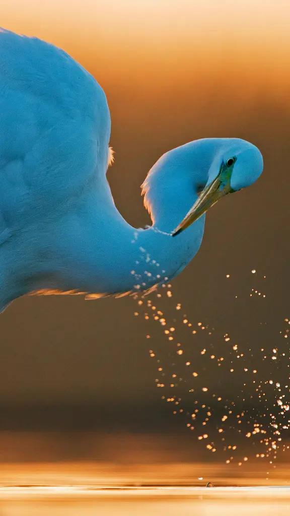 这只白鹭毫无遗憾