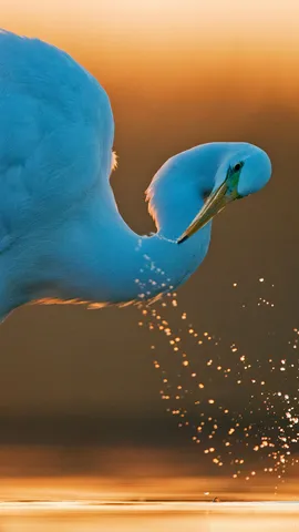 这只白鹭毫无遗憾