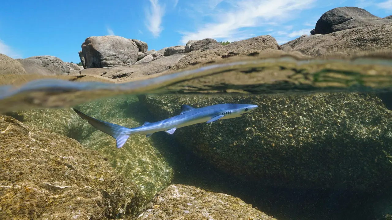 Young blue shark swimming off the coast of Galicia, Spain