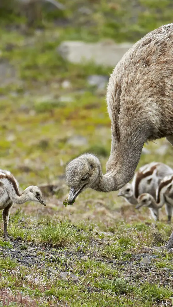 Lesser rhea adult male with chicks, Torres del Paine National Park, Patagonia, Chile