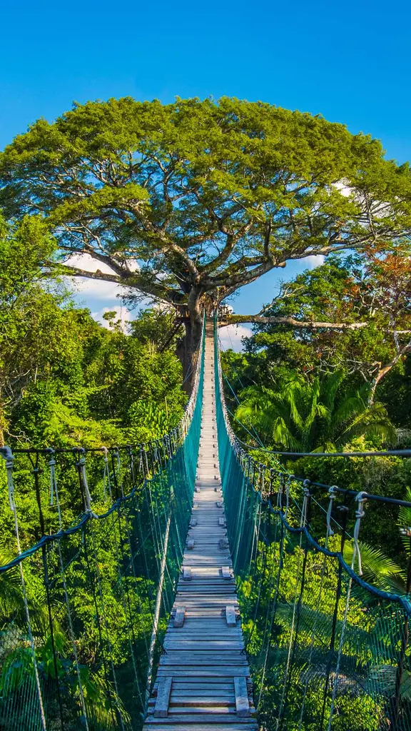 随着亚马孙的树冠摇摆