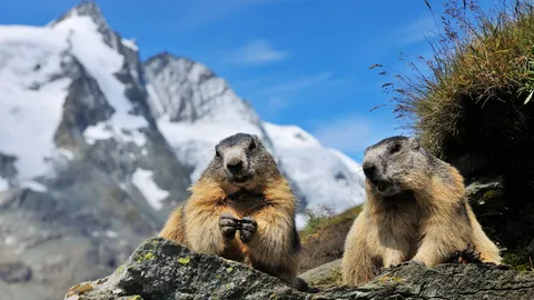 Alpine marmots, Hohe Tauern National Park, Austria