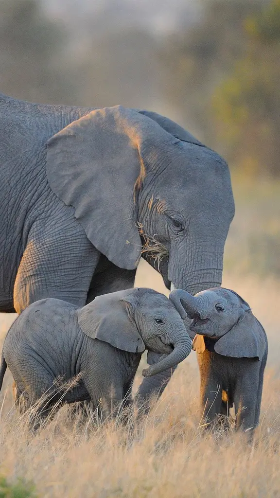 强大的亲缘纽带