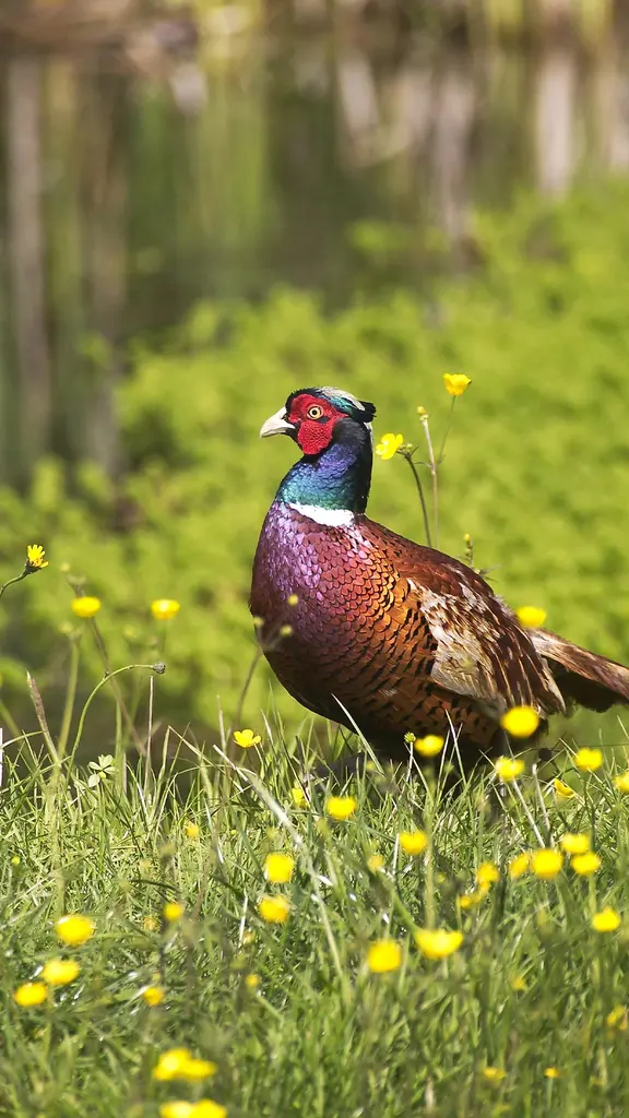 Common pheasant, Normandy, France