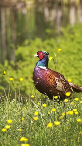 Common pheasant, Normandy, France