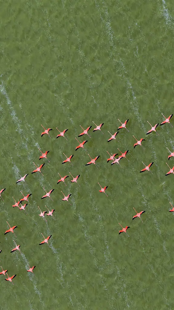 Flamboyance in flight