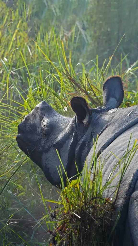 加济兰加国家公园里的两头印度犀，印度阿萨姆邦