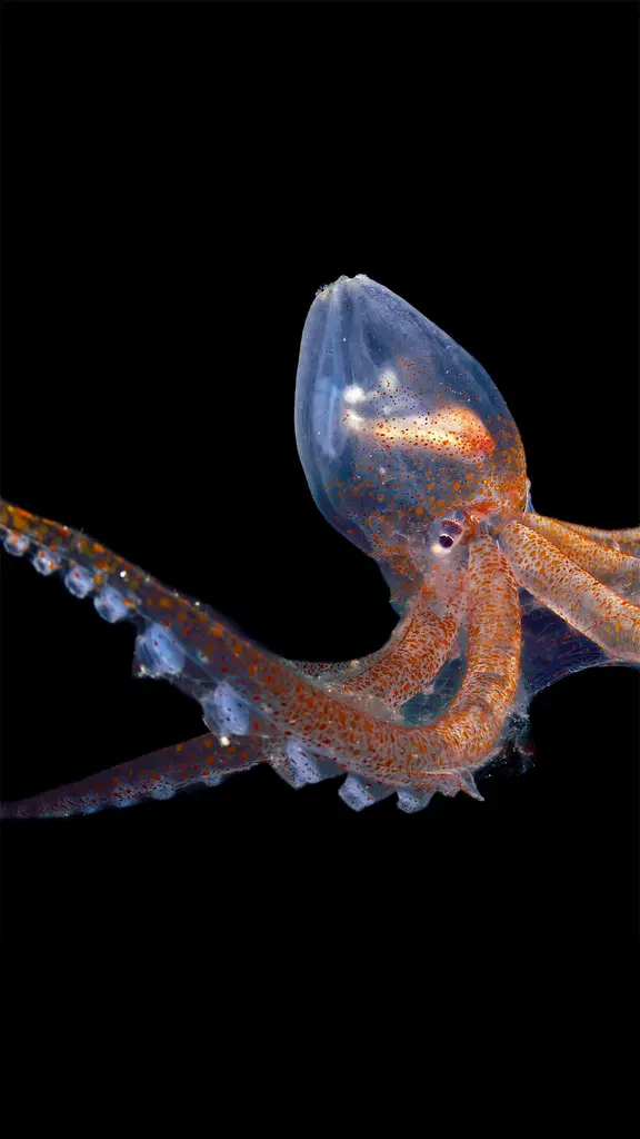 透明的头足类动物