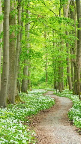 你见过大蒜开花吗？
