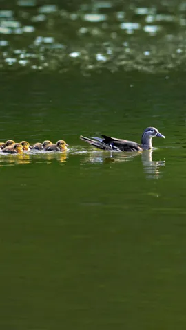 这节游泳课进行得很顺利