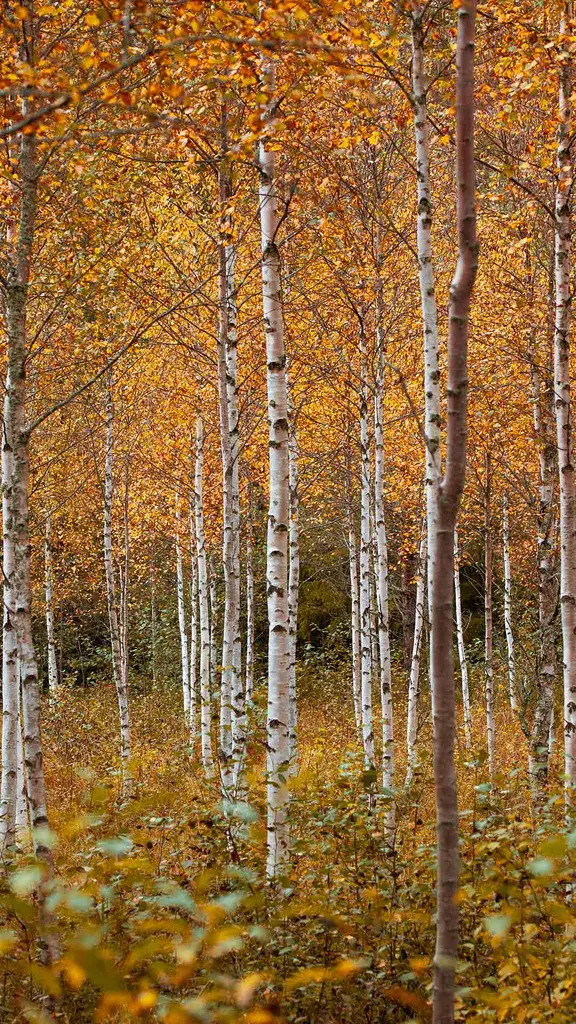 紅葉した白樺の樹々