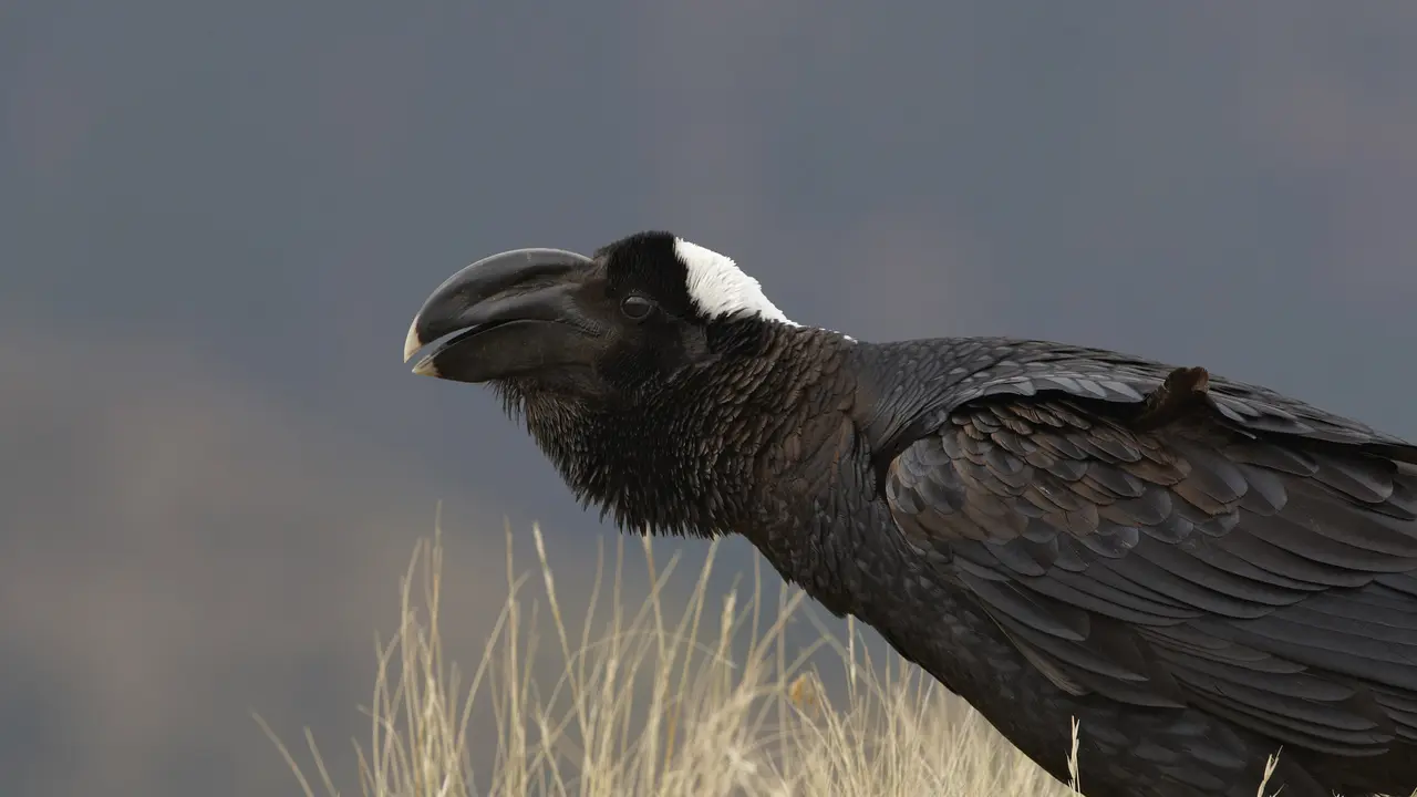 Thick-billed raven, Simien Mountains, Ethiopia
