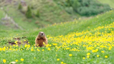 Marmotas meteorologistas