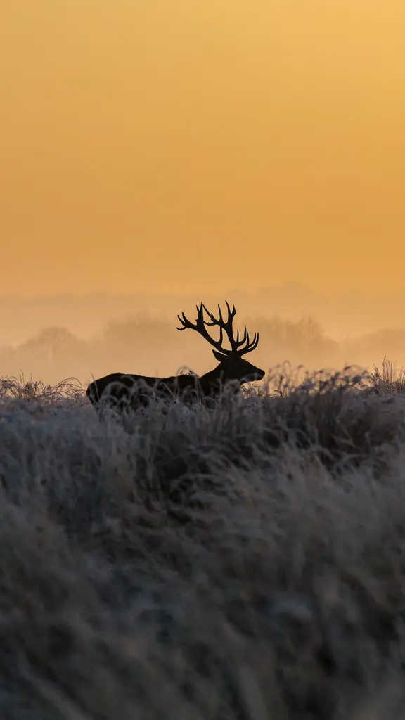 里士满公园的雄鹿，英国伦敦