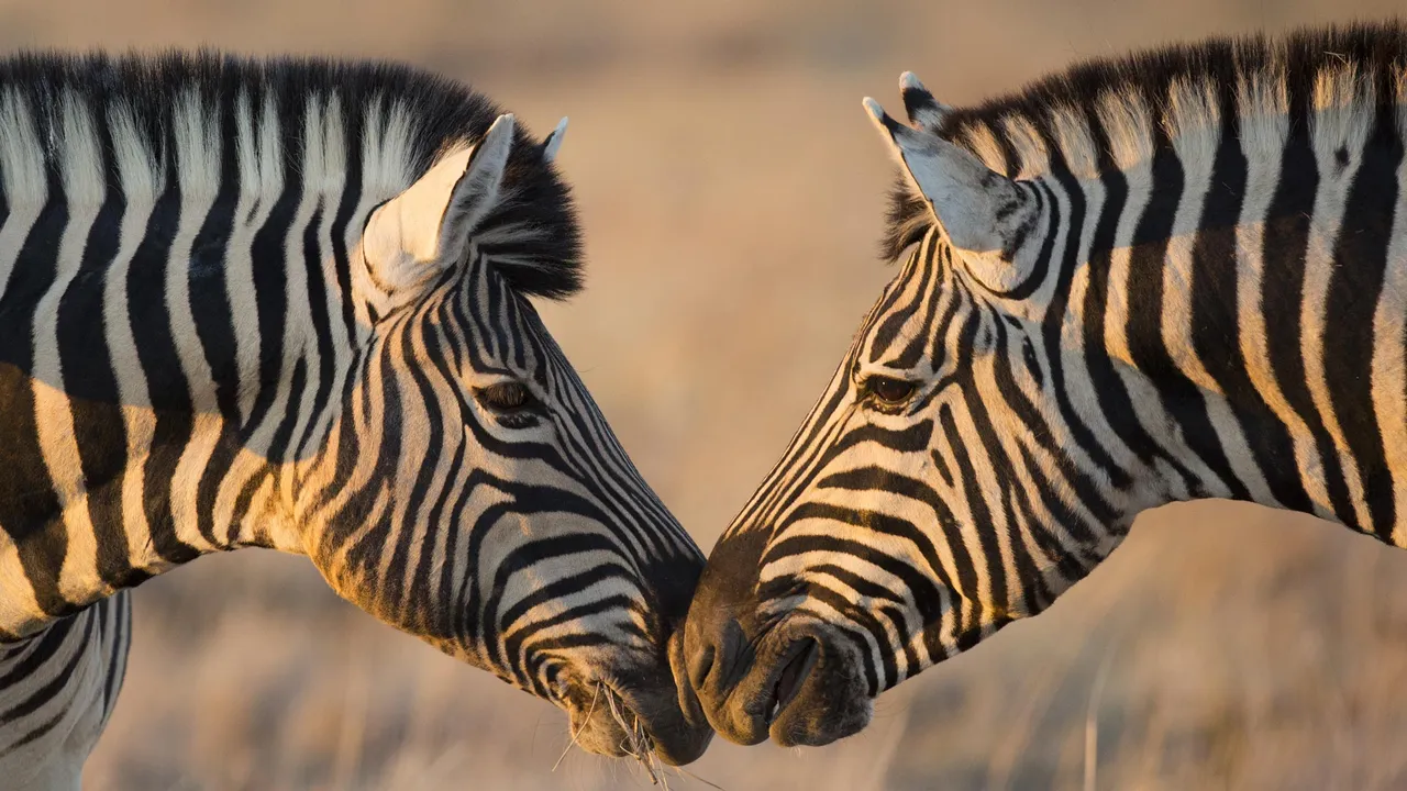 Plains zebras, Etosha National Park, Namibia