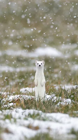 软萌雪中小精灵