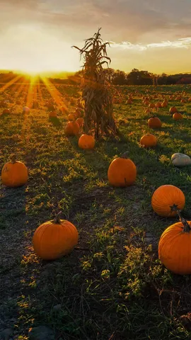 牛顿市的一片南瓜地，美国马萨诸塞州