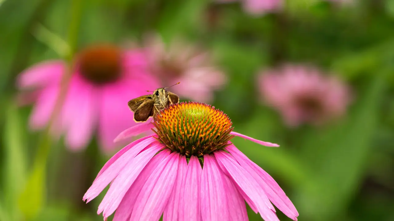 Skipper butterfly on an Echinacea flower, Rockefeller State Park, New York, USA