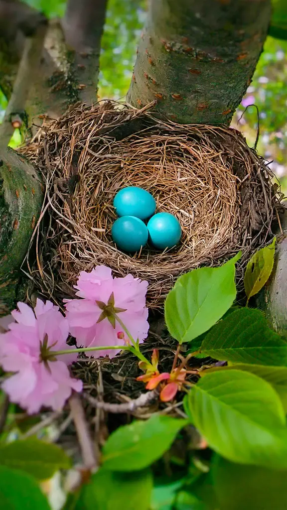 这些鸡蛋不需要染色