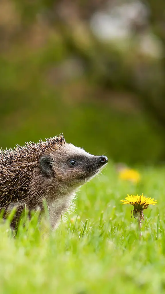 Gelbe Tr&auml;ume auf gr&uuml;ner Flur