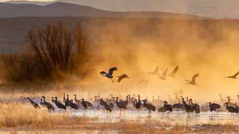 Sandhill cranes at sunrise, Bosque del Apache National Wildlife Refuge, New Mexico, United States