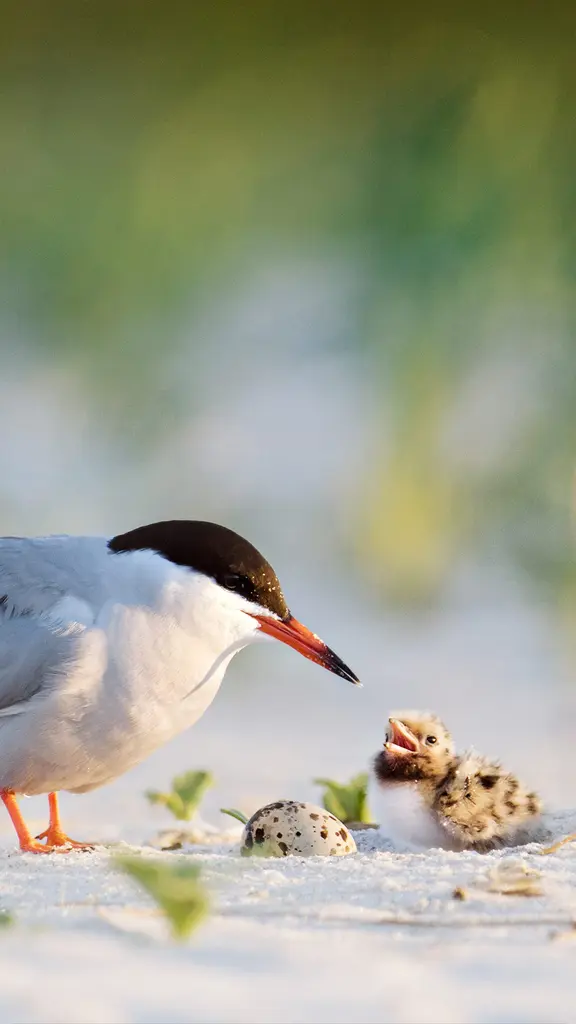 pai de plant&atilde;o